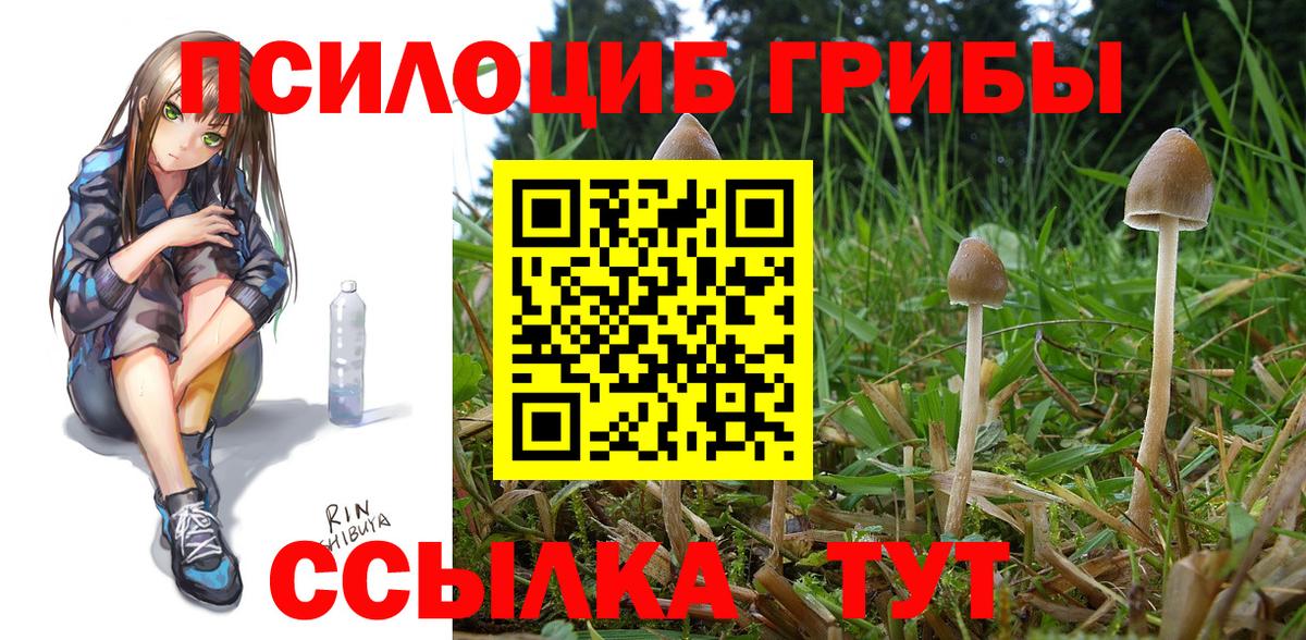 Галлюциногенные грибы Psilocybine cubensis Ливны